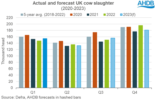 Graph showing quarterly actual and forecast UK cow slaughter levels